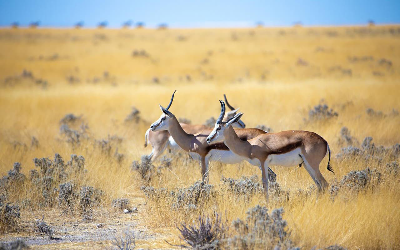 Antelopes