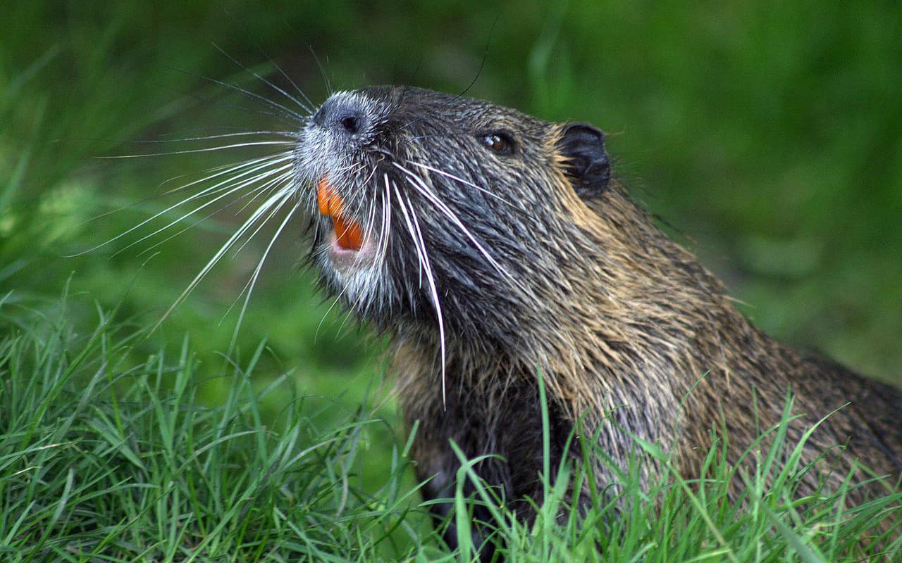 Beaver