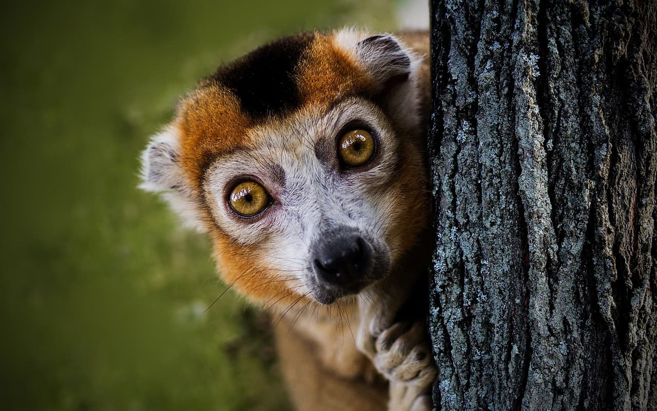 Lemur