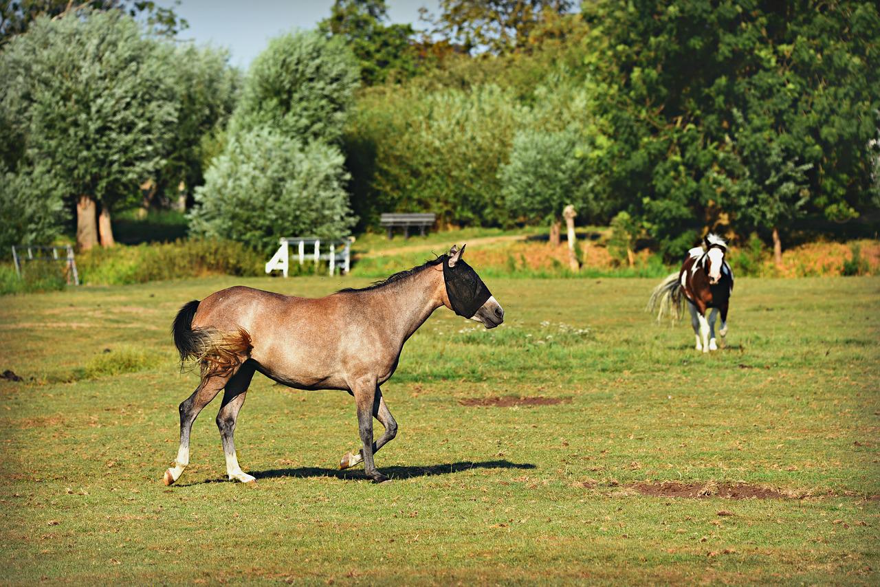 Horses